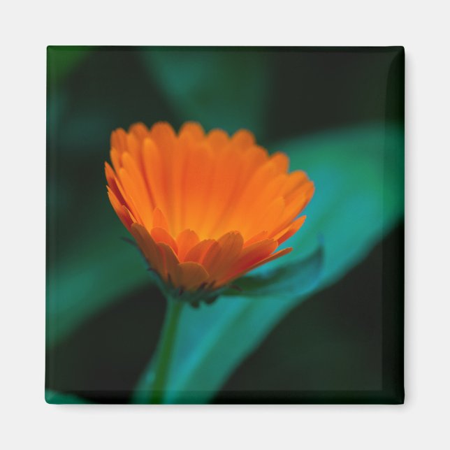 Orange Daisy Flower Photograph Magnet (Front)