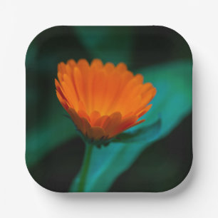 Orange Daisy Flower Photograph Paper Plate