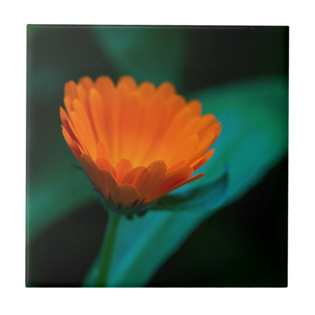 Orange Daisy Flower Photograph Tile (Front)
