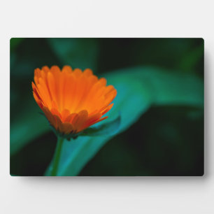 Orange daisy flower plaque