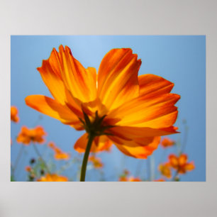 Orange Daisy Flowers Floral Art Prints Daisies