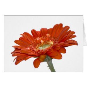 Orange Daisy Gerbera Flower