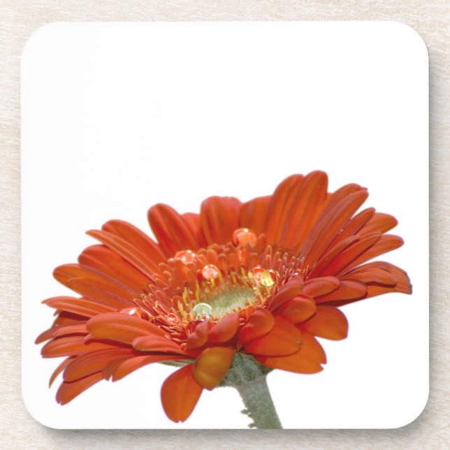 Orange Daisy Gerbera Flower Coaster (Front)