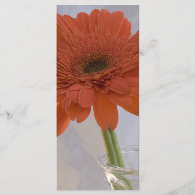 Orange Daisy in Vase Wedding Program Programme (Front)