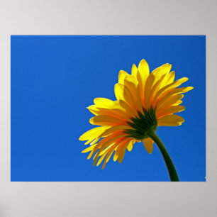 Orange Daisy Poster