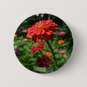 Orange daisy, zinnia, cosmo, sunflower garden 6 cm round badge