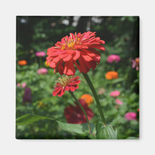 Orange daisy, zinnia, cosmo, sunflower garden magnet