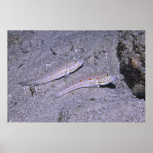 Orange Dash Goby Pair Poster