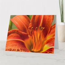 Orange Day Lily Notecard