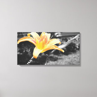Orange Day Lily Picture Canvas Print