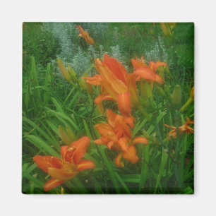 Orange daylilies magnet