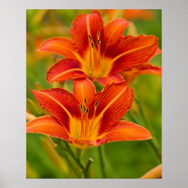 Orange Daylilies Poster Paper (Matte) (Front)