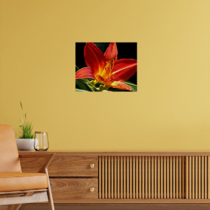 Orange Daylily Bloom Floral Photographic Poster