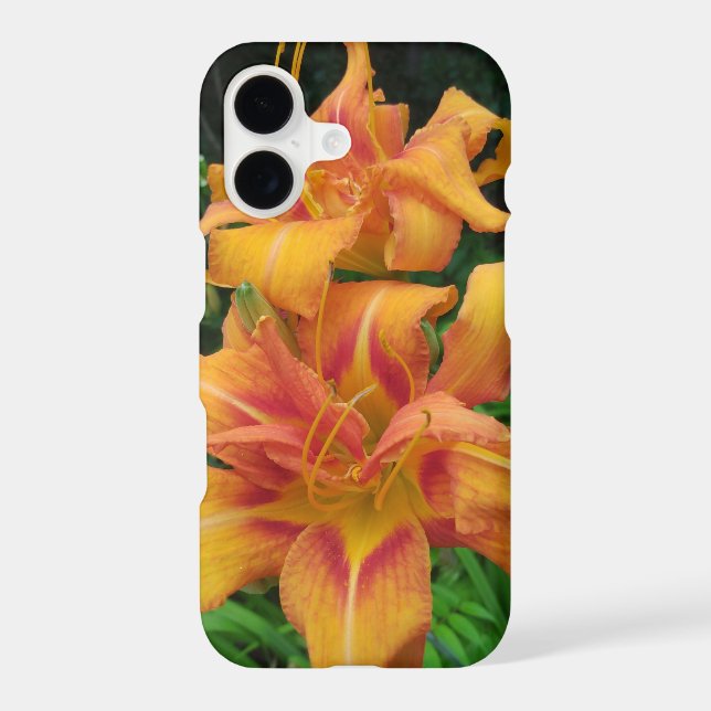 Orange Daylily Blooms (Back)
