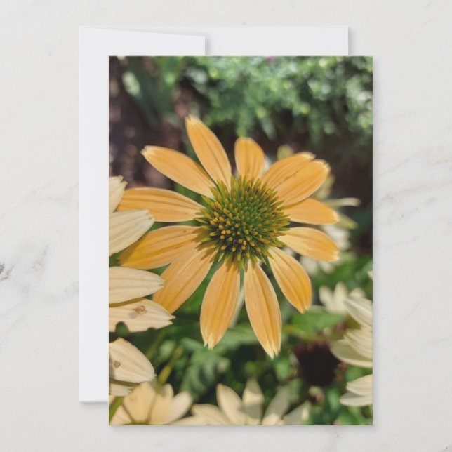 Orange Echinacea Coneflower Flower Blank Card (Front)