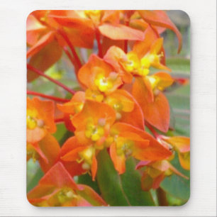 Orange Euphorbia Mousepad