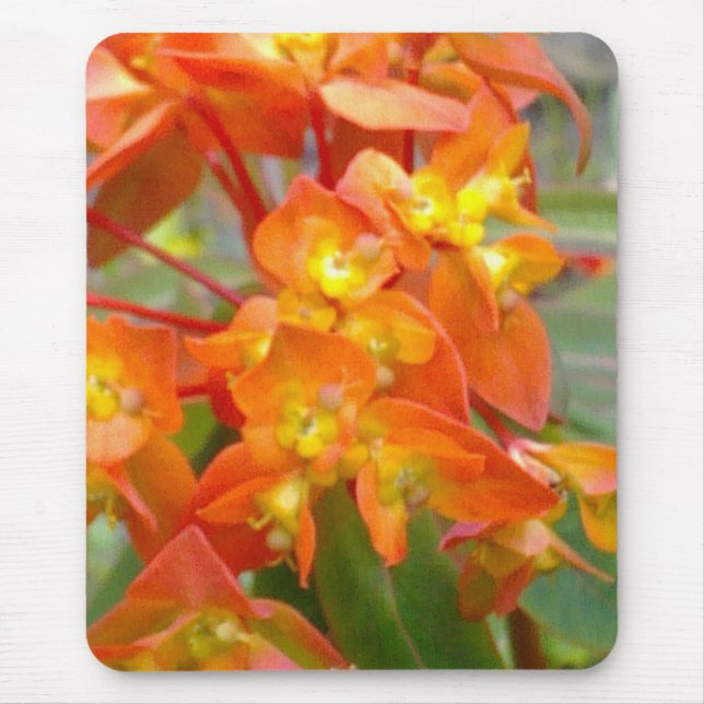 Orange Euphorbia Mousepad (Front)
