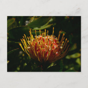 ORANGE EXOTIC CACTUS FLOWER POSTCARD