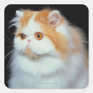 Orange Eyed and Cute Cat Square Sticker