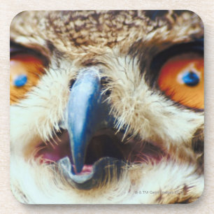 Orange Eyed Owl Coaster