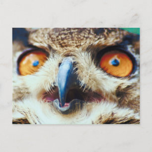 Orange Eyed Owl Postcard