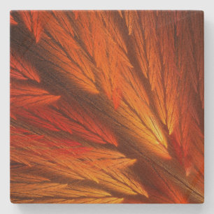 Orange Feathery Fractal Square Stone Coaster