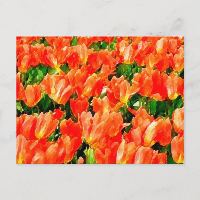 Orange field of tulips postcard (Front)