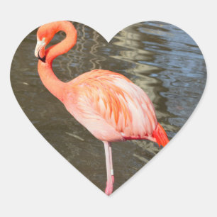 Orange Flamingo Photo Heart Sticker
