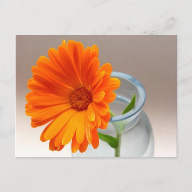 Orange Floral Postcard (Front)