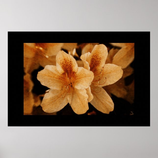 Orange Flower 2: Black Border Poster (Front)
