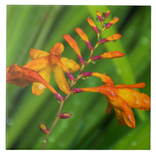 Orange flower after the rain ceramic tile