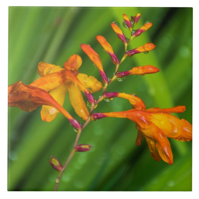 Orange flower after the rain ceramic tile (Front)