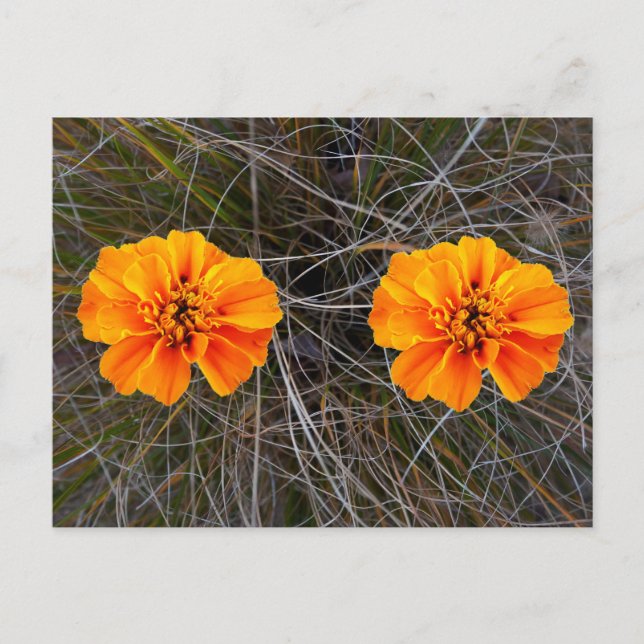 Orange flower art      postcard (Front)