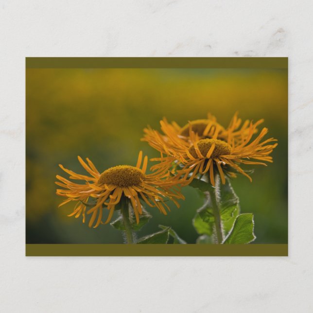Orange flower heads Inula Orientalis CC0024 Postcard (Front)
