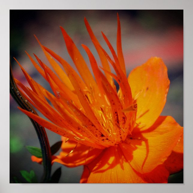 Orange Flower In Sunshine Floral Poster (Front)