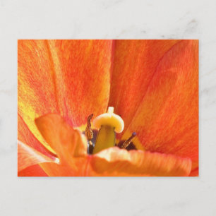Orange flower macro postcard