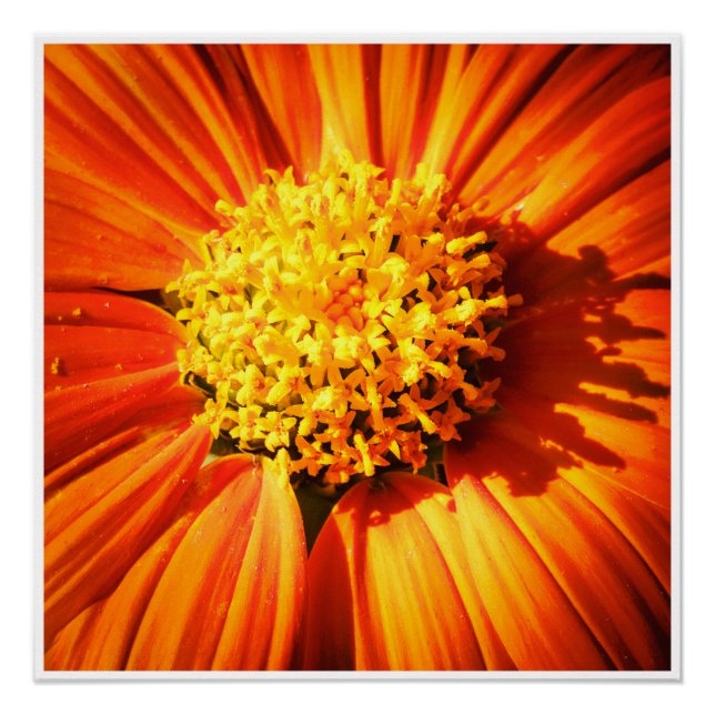 Orange Flower Macro Wall Art | Bright Floral Print (Front)