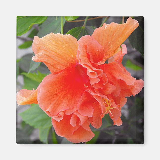 Orange Flower Magnet (Front)