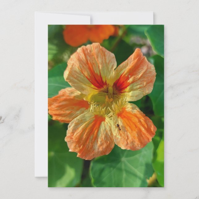 Orange Flower Nasturtium Blank Card (Front)