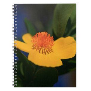 Orange Flower Notebook