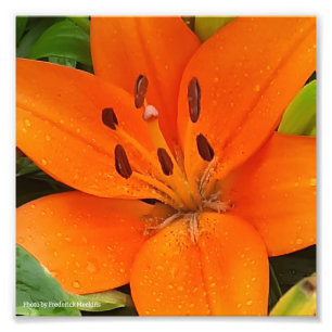 Orange Flower Photo Print