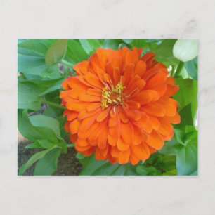 Orange Flower Postcard