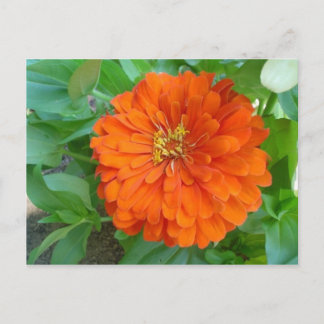 Orange Flower Postcard