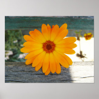 Orange flower poster