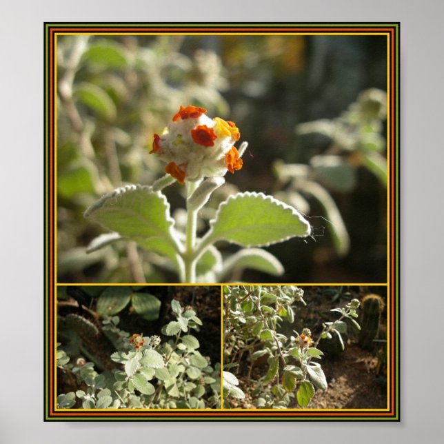 orange flower poster (Front)