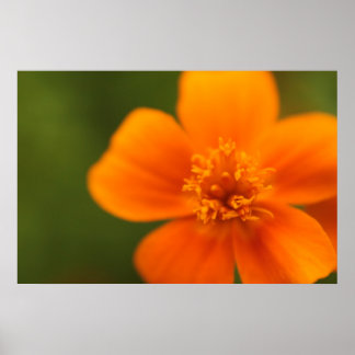 Orange flower poster