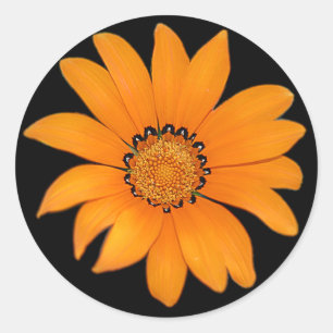 Orange Flower Sticker
