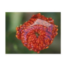 Orange flower with a pool