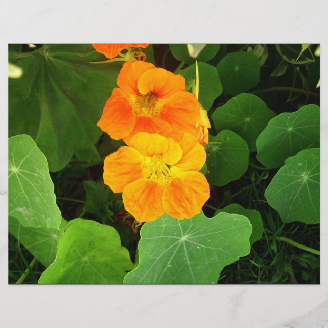 Orange flowers (Front)
