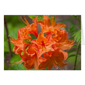 Orange Flowers Azalea Floral Photography